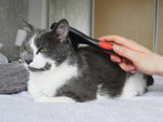 Salon Grooming Cat Brush