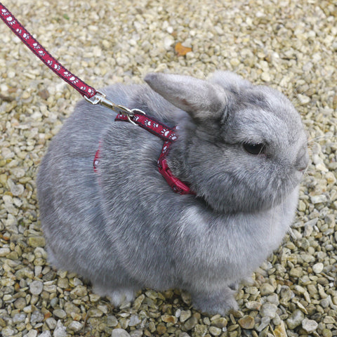 Paw Print Harness & Lead Large