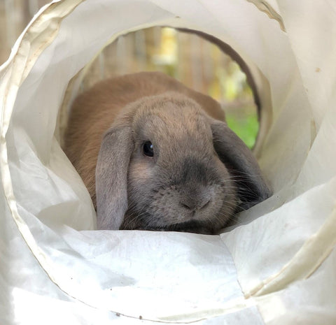 Rabbit Activity Tunnel 90cm